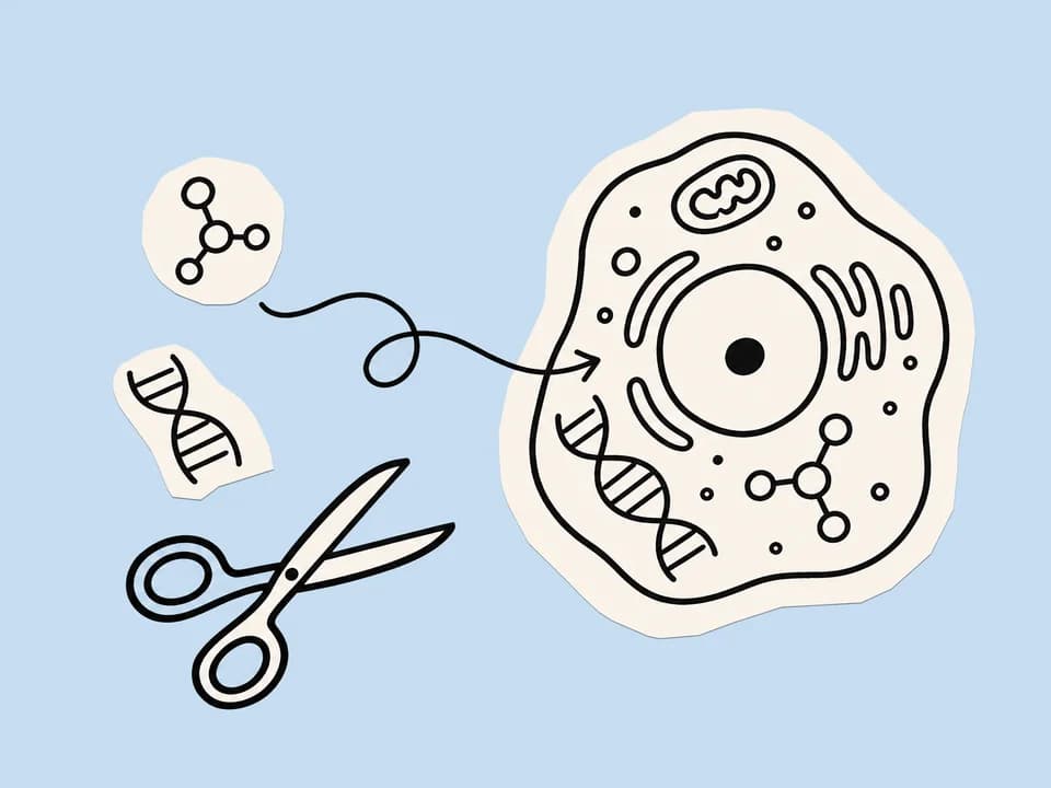 Minimal cell illustration with a nucleus, organelles, and scissors