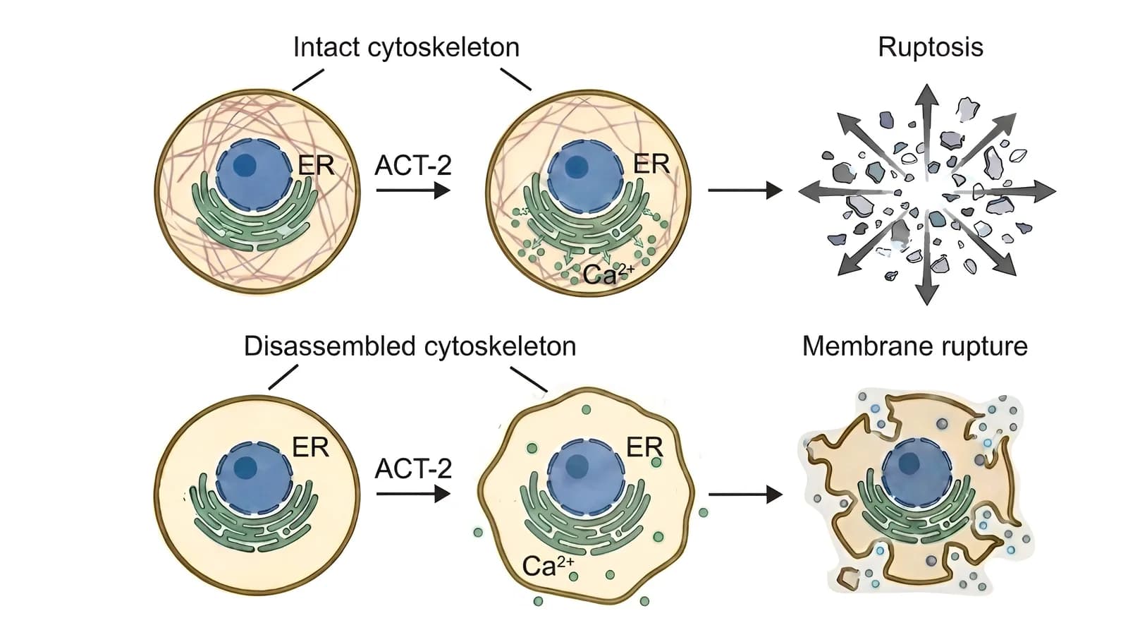Diagram comparing ACT-2 responses in cells with intact and disassembled cytoskeletons, leading to ruptosis or membrane rupture
